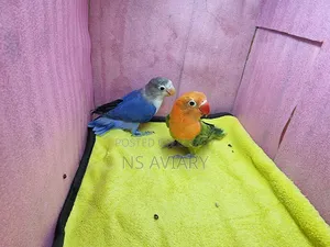Love Bird  Yellow Collered Violet Fisher