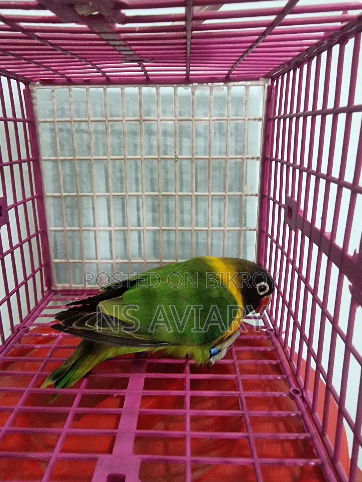 Love Bird  Yellow Collered Violet Fisher