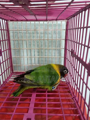 Love Bird  Yellow Collered Violet Fisher