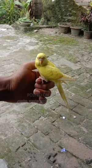 টেম লুটিনো বাজিগার