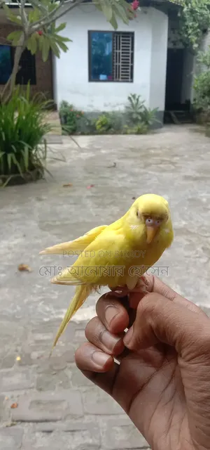 টেম লুটিনো বাজিগার