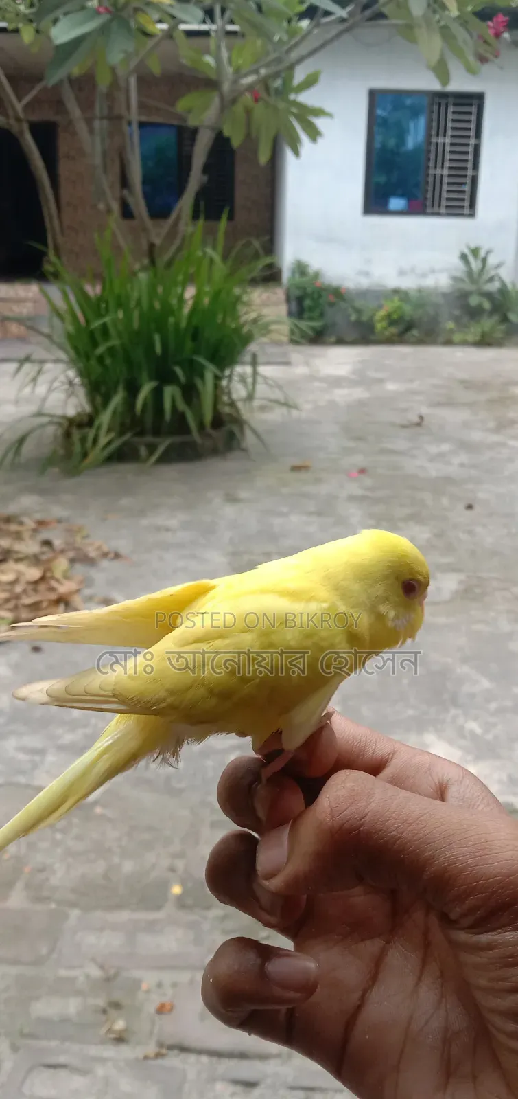 টেম লুটিনো বাজিগার