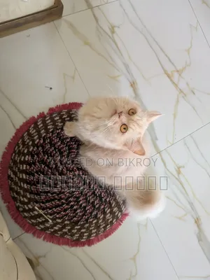 1+ year Female Purebred Persian