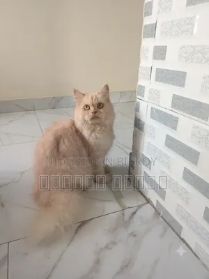 1+ year Female Purebred Persian