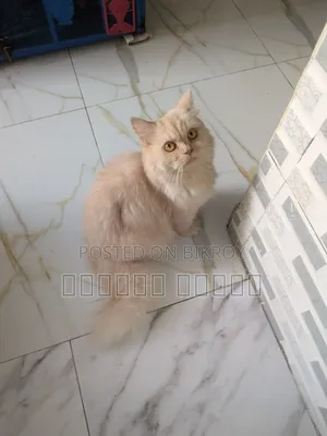 1+ year Female Purebred Persian