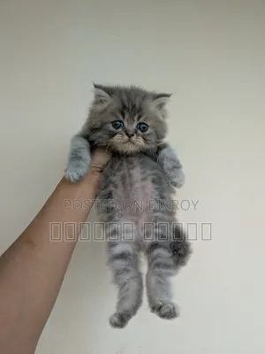 1+ year Female Purebred Persian