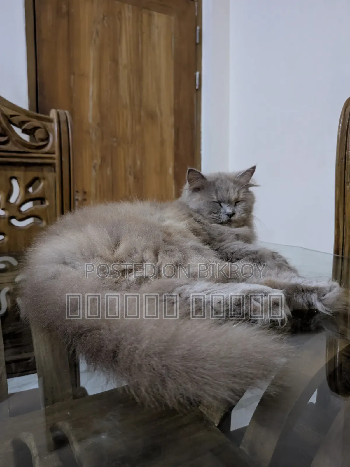 1+ year Female Purebred Persian