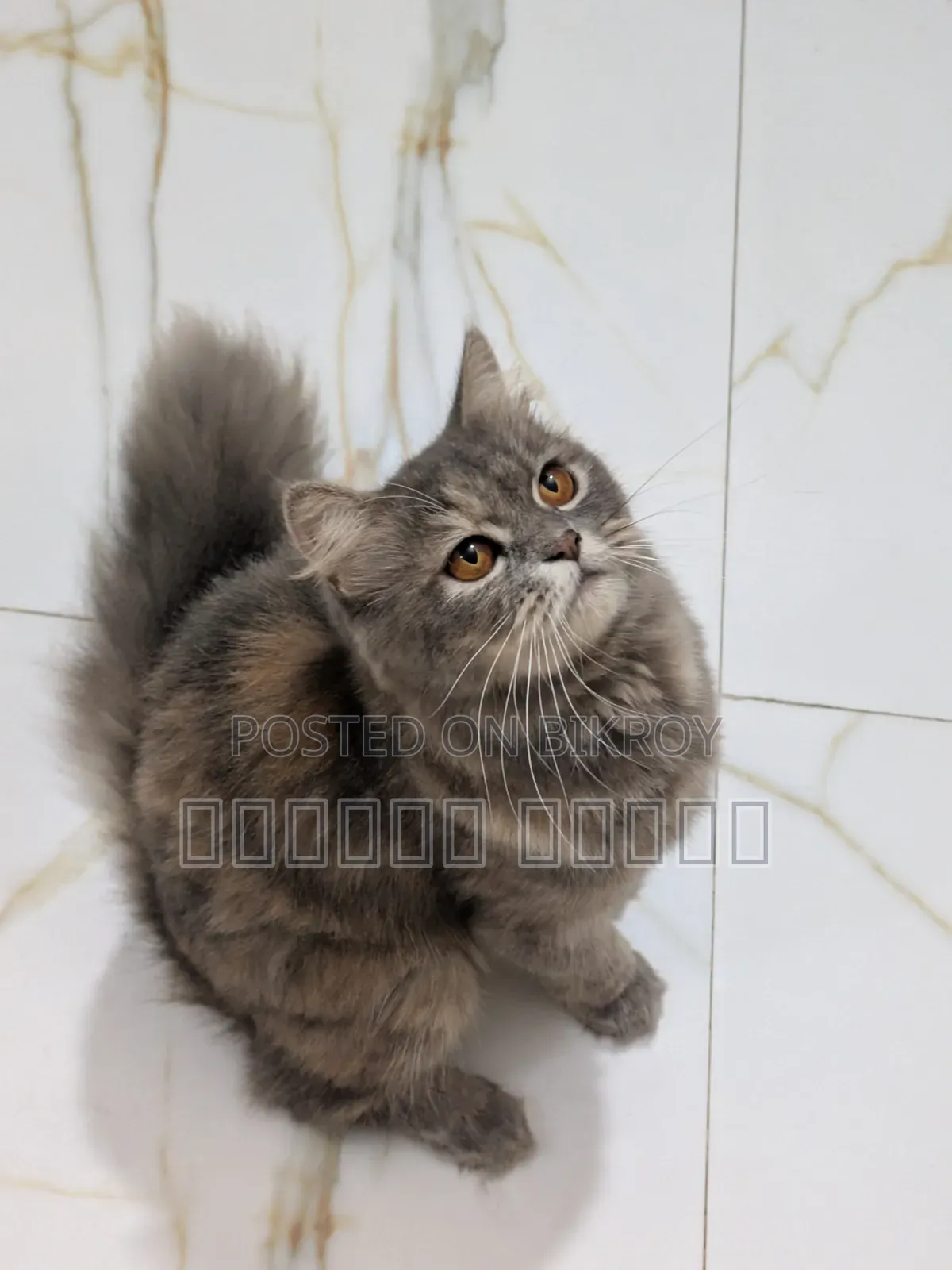 1+ year Female Purebred Persian