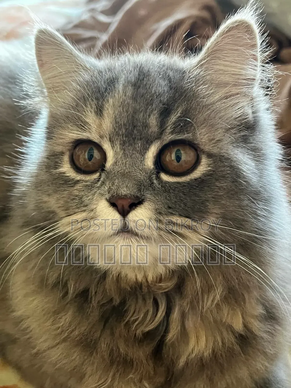 1+ year Female Purebred Persian