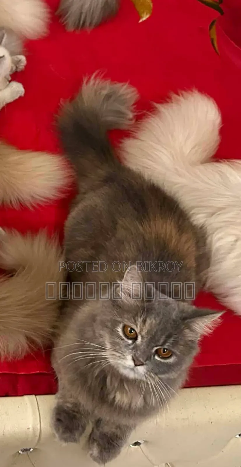 1+ year Female Purebred Persian