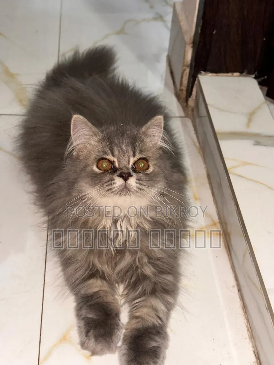 1+ year Female Purebred Persian