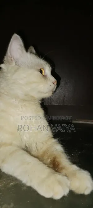 3-6 months Male Purebred Persian