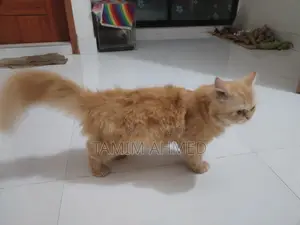 6-12 months Male Purebred American Bobtail