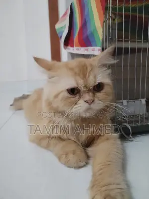 6-12 months Male Purebred American Bobtail