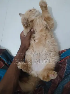 6-12 months Male Purebred American Bobtail