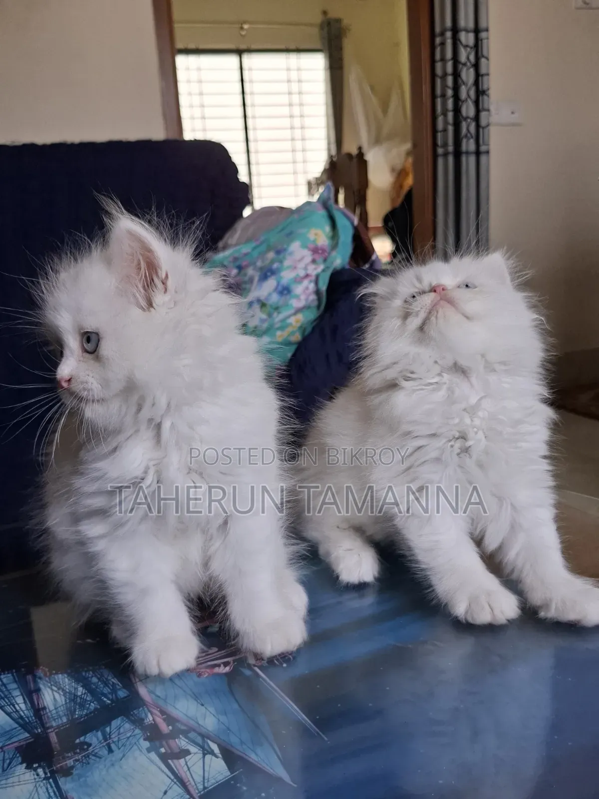 1-3 months Female Purebred Persian