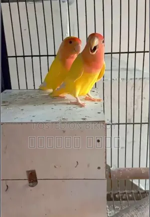 Love Bird Breeding Pair