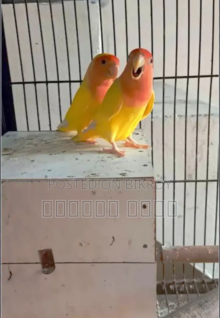 Love Bird Breeding Pair