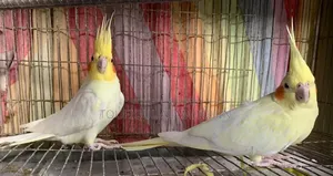 কোকাটেল পাখি রানিং পেয়ার বিক্রি হবে