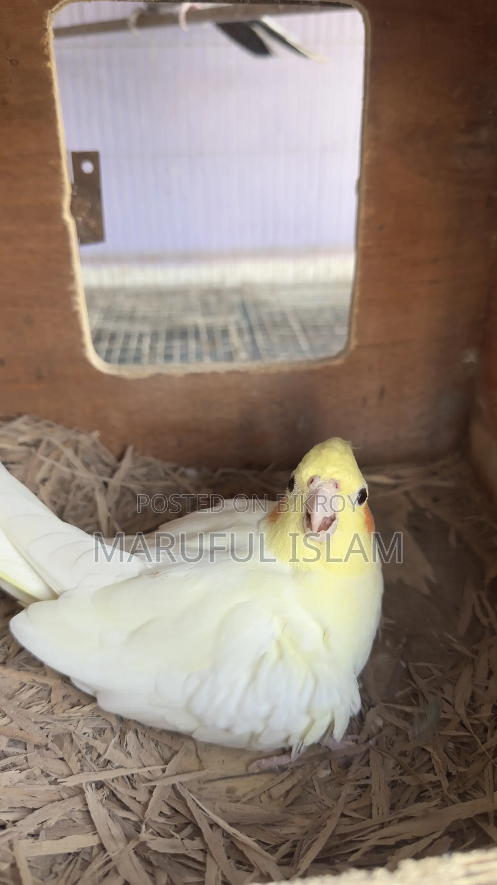 Cockatiel Pair for Sell