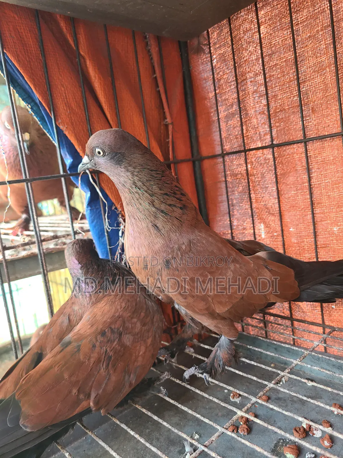 একজোড়া চিলা কবুতর