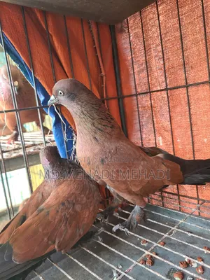 একজোড়া চিলা কবুতর
