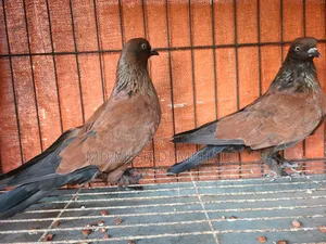 একজোড়া চিলা কবুতর