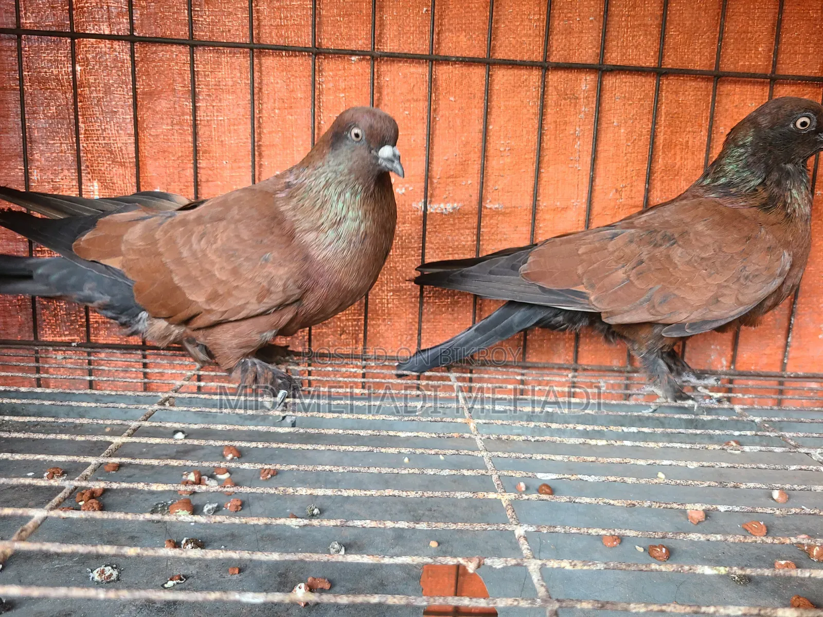 একজোড়া চিলা কবুতর
