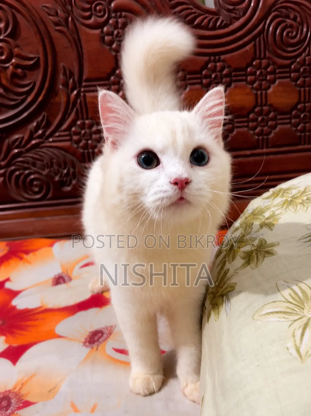 3-6 months Female Purebred Persian