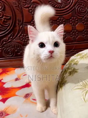 3-6 months Female Purebred Persian