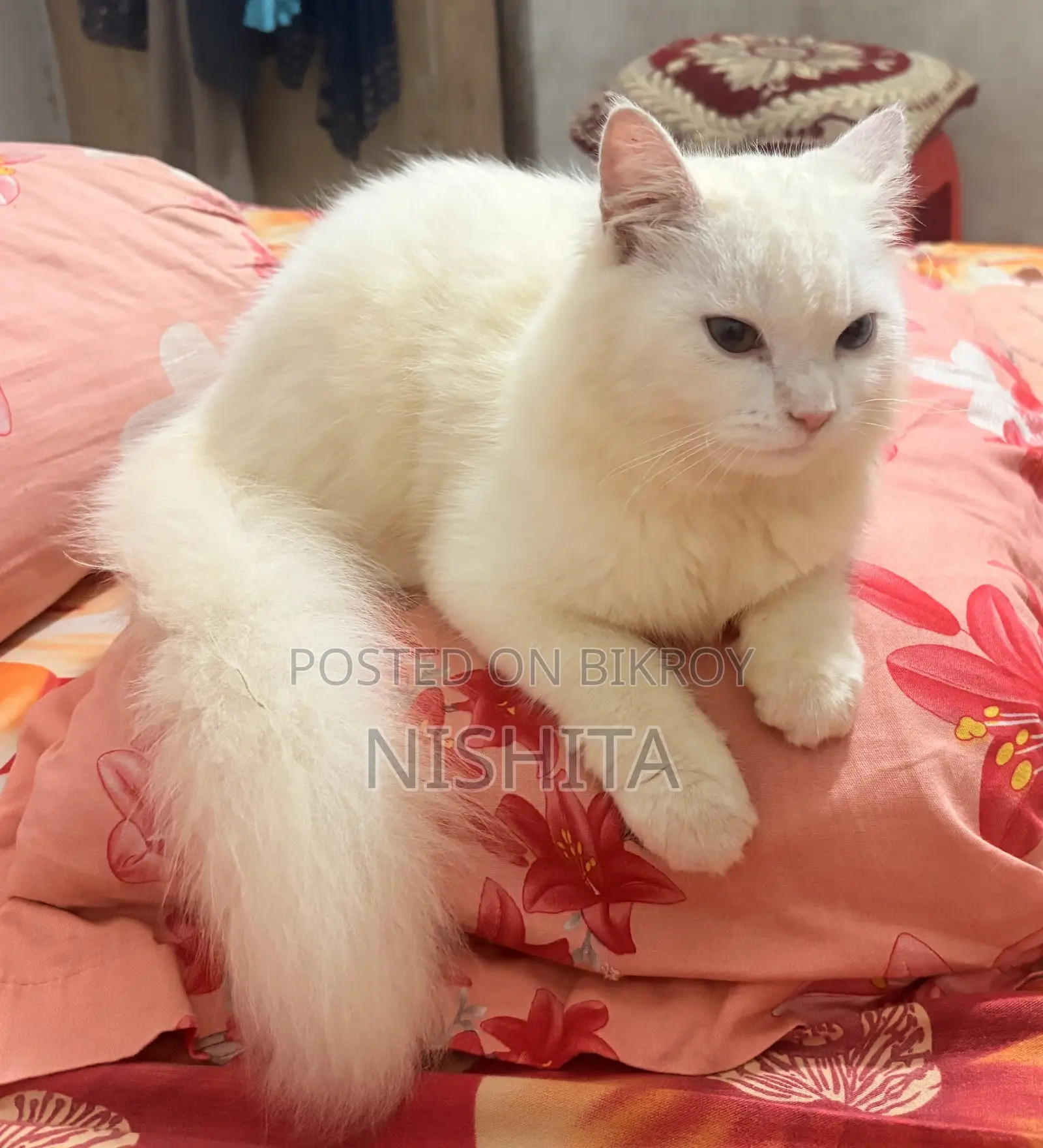 3-6 months Female Purebred Persian