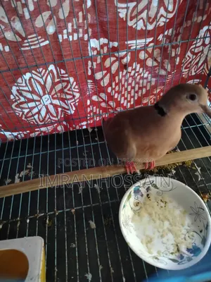 ঘুঘু পাখি।  একটি আছে।