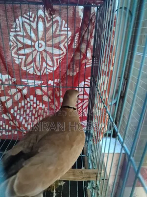 ঘুঘু পাখি।  একটি আছে।