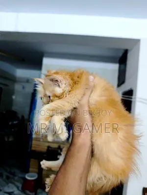 ১-৩ মাসের নারী খাঁটি পার্সিয়ান বিড়াল