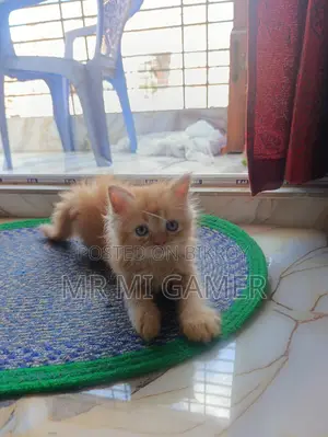 ১-৩ মাসের নারী খাঁটি পার্সিয়ান বিড়াল
