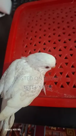 Albino Lacewing Red Eye Budgie Baby