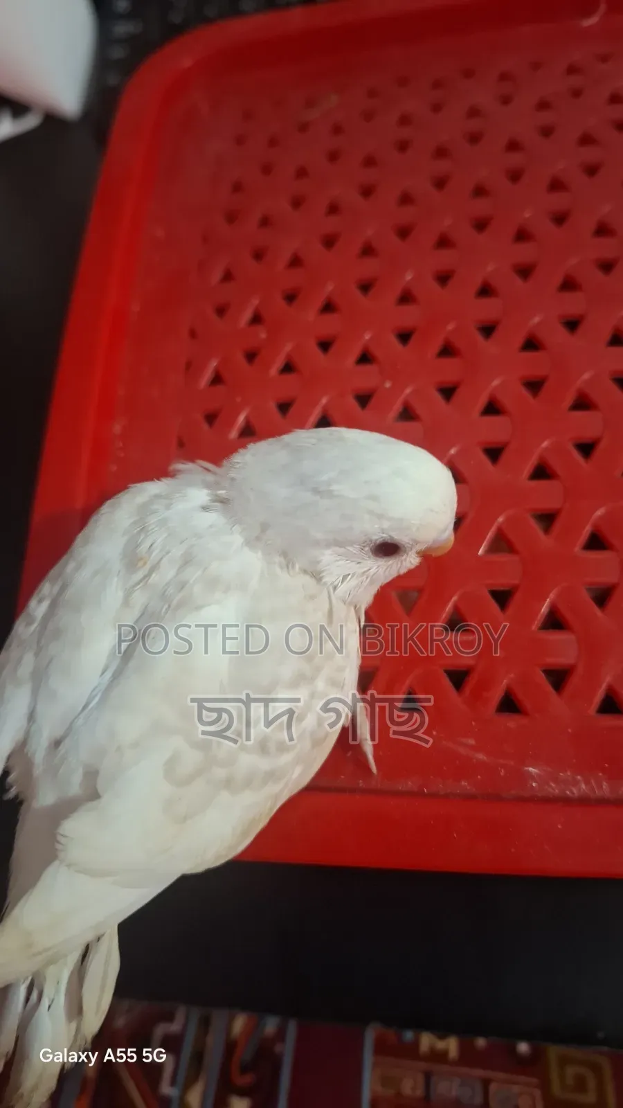 Albino Lacewing Red Eye Budgie Baby