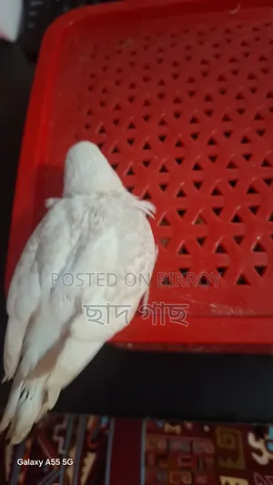 Albino Lacewing Red Eye Budgie Baby