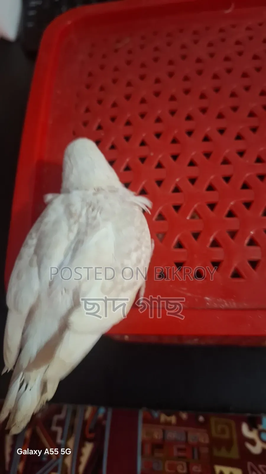 Albino Lacewing Red Eye Budgie Baby