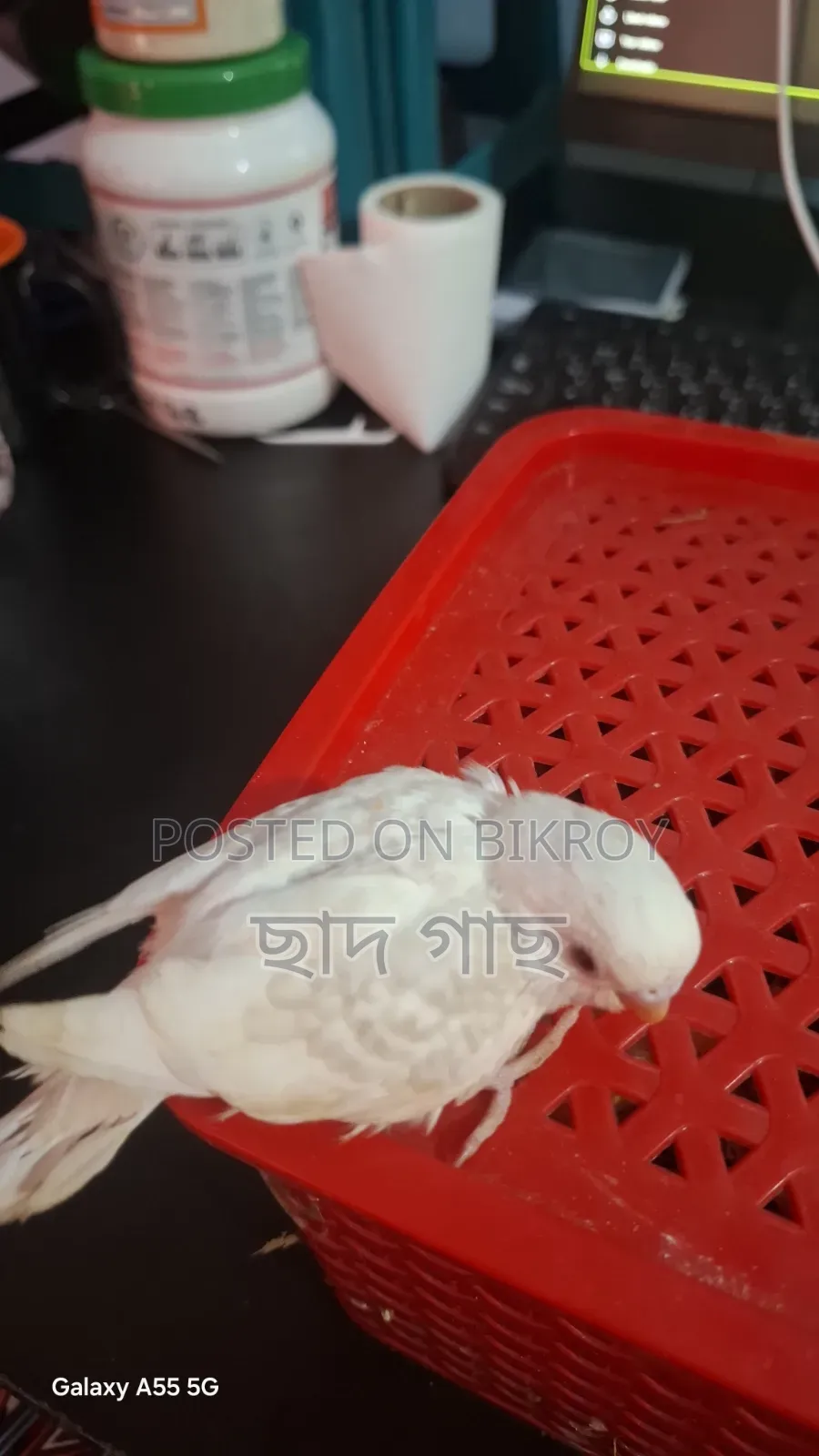 Albino Lacewing Red Eye Budgie Baby