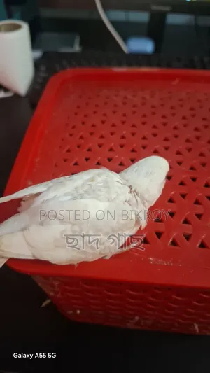 Albino Lacewing Red Eye Budgie Baby