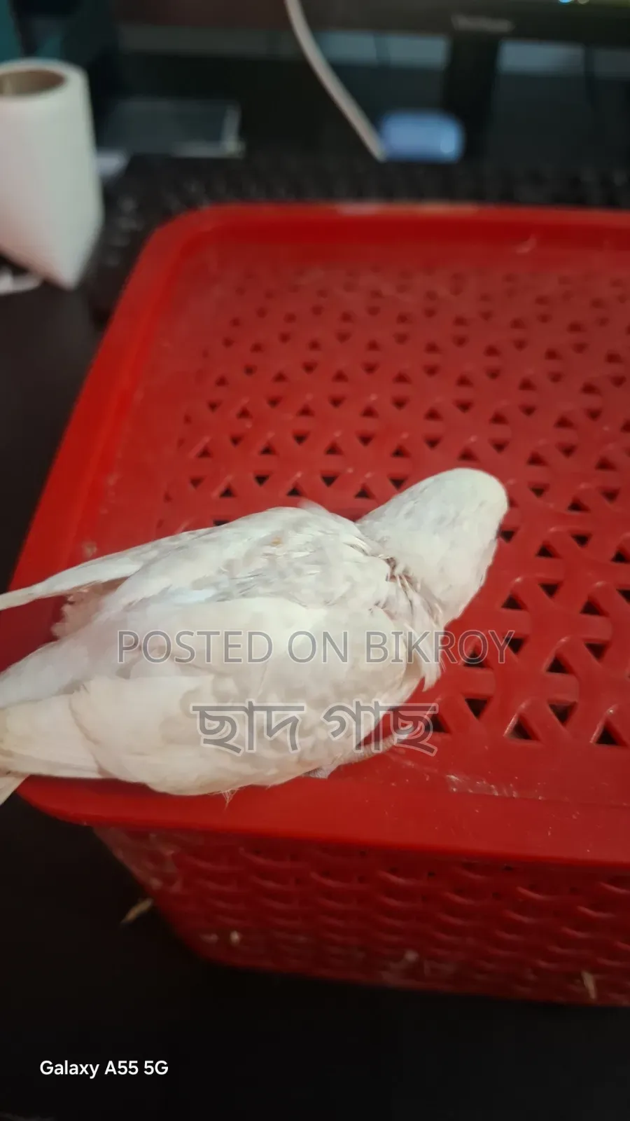 Albino Lacewing Red Eye Budgie Baby