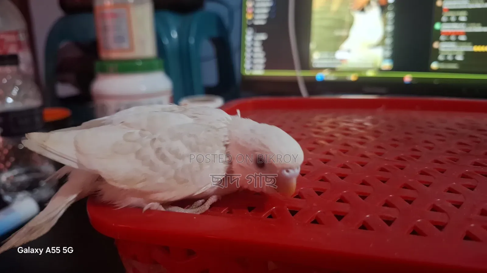 Albino Lacewing Red Eye Budgie Baby