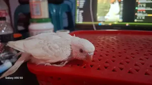Albino Lacewing Red Eye Budgie Baby