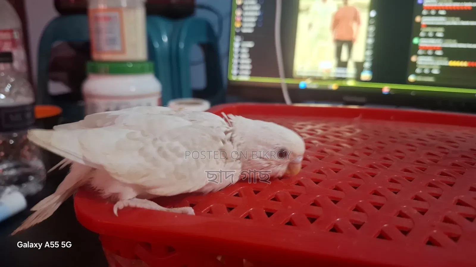 Albino Lacewing Red Eye Budgie Baby