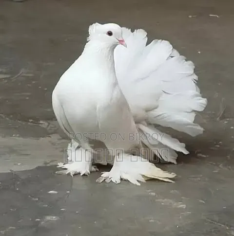 Lakkha Moyur (লক্ষা ময়ুরপংখী) Big Size Running