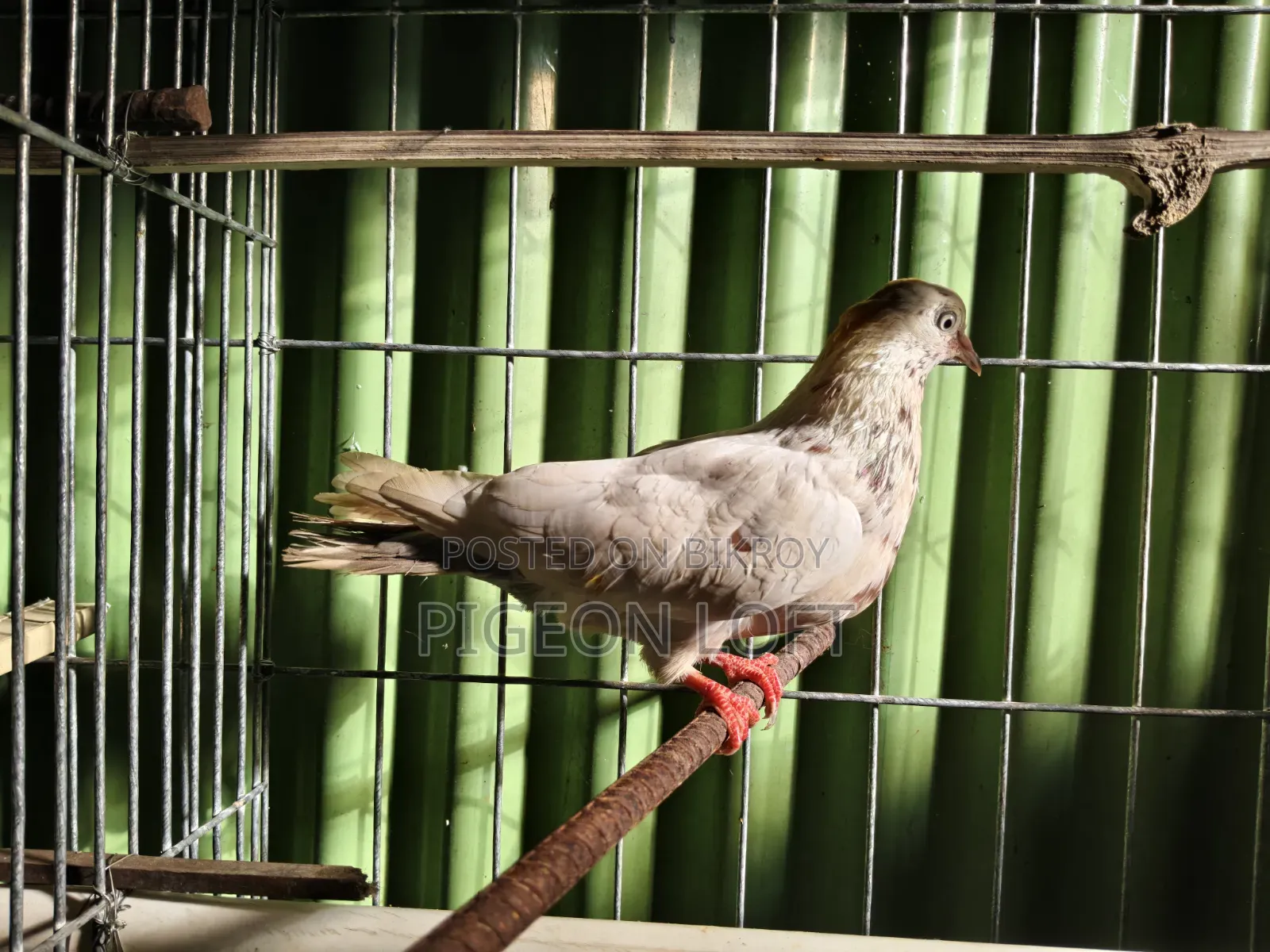 ১ টি মাদী কবুতর