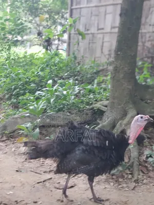 এক জোরা টার্কি মুরগি বিক্রি করা হবে।