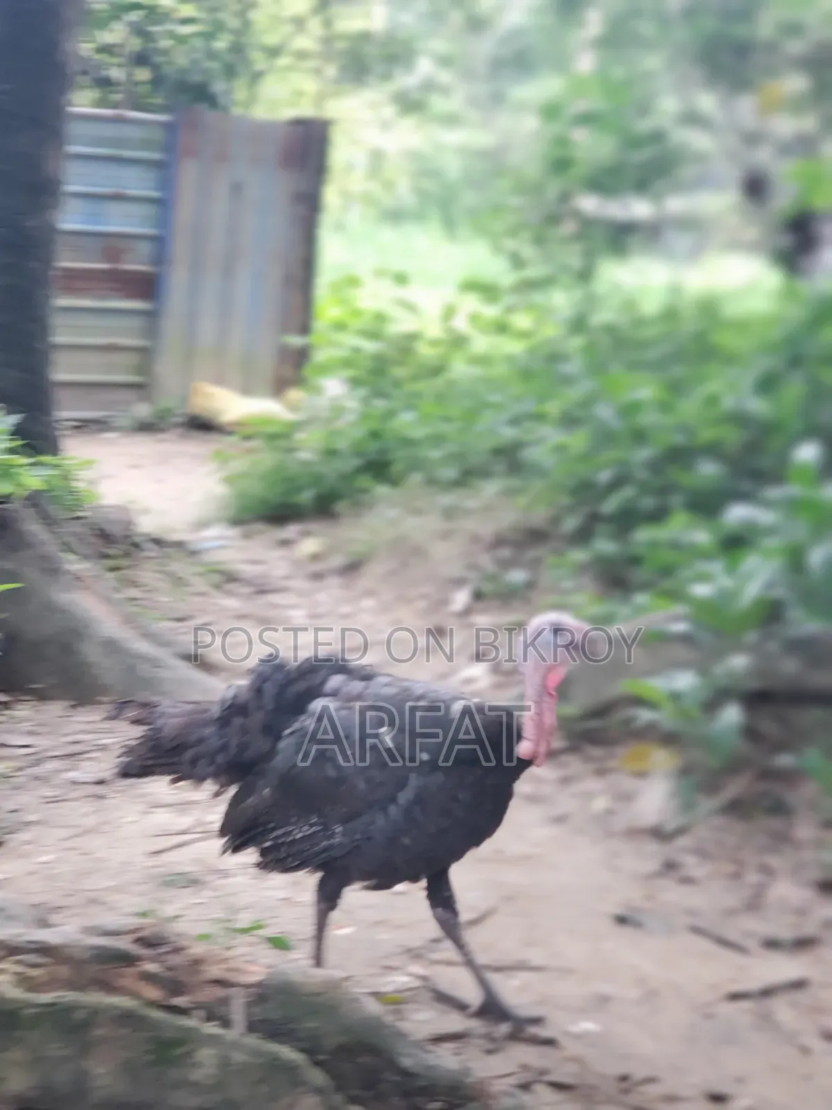 এক জোরা টার্কি মুরগি বিক্রি করা হবে।