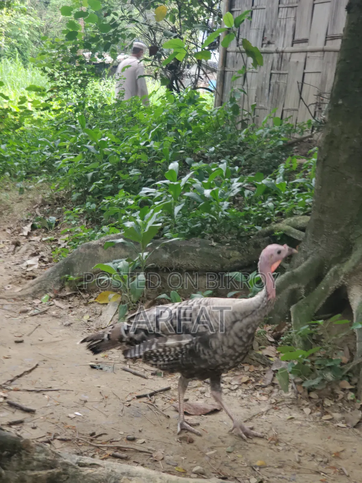 এক জোরা টার্কি মুরগি বিক্রি করা হবে।